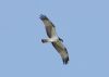 Osprey at Canvey Point (Steve Arlow) (183092 bytes)